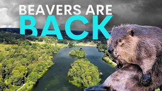 How Beavers are Rapidly Reviving a British Estate