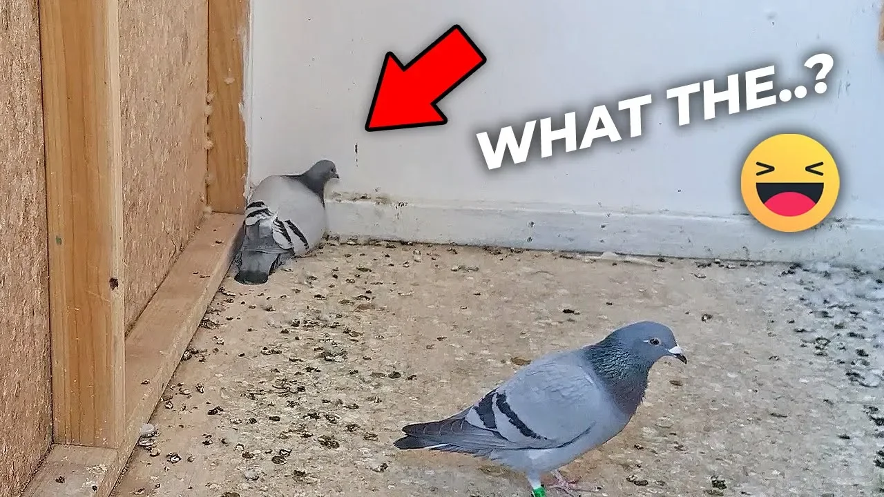Pigeon What The.....Crazy!