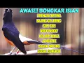 Download Lagu MASTERAN JUARA MURAI GACOR ISIAN CILILIN LOVEBIRD KAPAS TEMBAK CUCAK JENGGOT JANGKRIK CIBLEK GEREJA