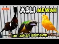 Download Lagu ASLI MEWAH TEMBAKAN ISTIMEWA KASAR TAJAM || cililin , cungkok , kenari