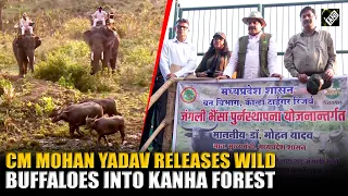 MP Begins Wild Buffalo Rehabilitation After Nearly 100 Years, Says CM Mohan Yadav