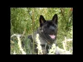 American Akita - Anais That s Amore