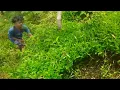 Download Lagu Ngarit sambil laguan bikin semangat,lagu untuk semangat kerja..suara ngarit merdu
