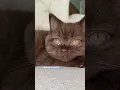 Download Lagu Hello? 🥺 #mikathefluffy #mikaandmocha #sometimesimalone #browncat #chocolatebritishshorthair