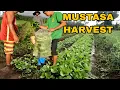 Mustasa harvest