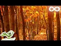 Fall Asleep Fast: Deep Relaxing Music, Sleep Music, Meditation Music, Sleeping Music ★135