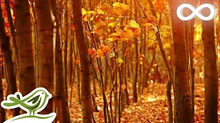 Fall Asleep Fast: Deep Relaxing Music, Sleep Music, Meditation Music, Sleeping Music ★135