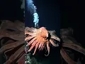 Download Lagu Deep Sea Giants Discovered! 🐙🌊#DeepSea #OceanExploration #SeaCreatures #GiantSquid