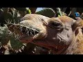 Camel Eats Cactus But How