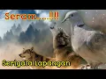 Download Lagu Merinding...., PUTER PELUNG SUARA SERIGALA  Melolong Panjang|| (Katuranggan Anggungan Perkutut