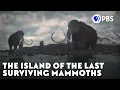 The Island of the Last Surviving Mammoths