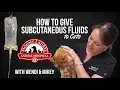 How to Give Subcutaneous Fluids to Cats SQF