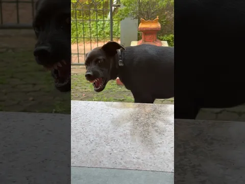 Puppy barking #dogtalk #petsempire #dogcommunication #pets #funny