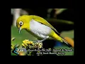 Download Lagu Suara Burung Pleci Ziper + Gemercik Air mengalir Jernih Untuk Masteran, link download dideskripsi