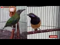 Download Lagu SUARA CUNGKOK JANTAN MEMIKAT CUNGKOK BETINA AGAR BIRAHI#KIMANchannel
