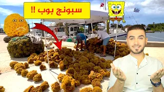 الإسفنج يصنع من حيوان بحري سبونج بوب حقيقي مش معقول 