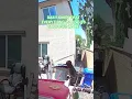 Download Lagu Kolibri Tenggorokan yang Cerah Melayang di atas tempat makan burung, pertanda harian saya