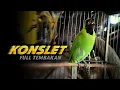 Lagu 🔴 KONSLET || CUCAK IJO GACOR FULL TEMBAKAN NGERI BONGKAR MATERI