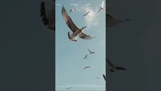 إشارات عمرو دياب حاله واتساب 