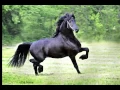 Download Lagu KFPS Approved Friesian Stallion ~ Wybren 464