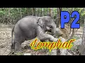 Download Lagu The two baby elephants are having fun in the forest🐘🐘ក្បាលខូចទាំងពីររពឹសណាស់ចាណាមនឹងលំផាត់