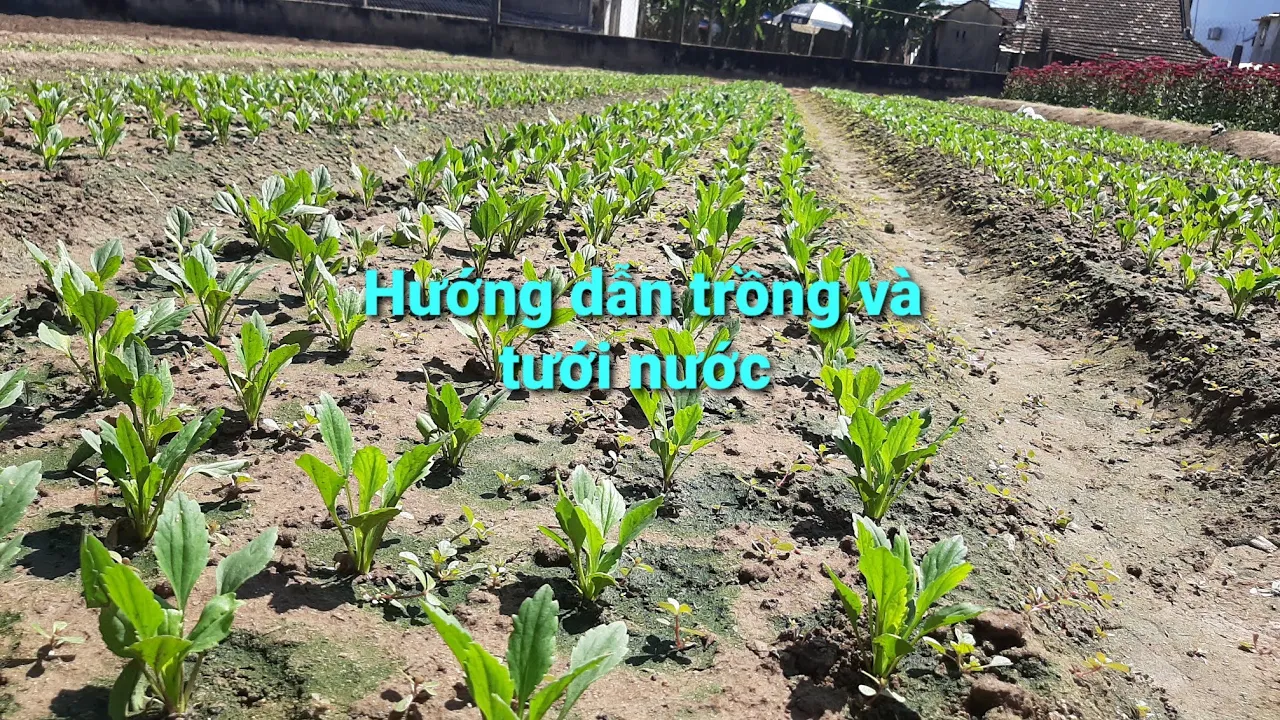 Kỹ thuật trồng và tưới cúc 7 màu cúc nắp ken