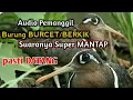 Download Lagu suara pikat burung BURCET/Berkik paling Gacor
