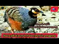 Download Lagu suara pikat ampuh burung puyuh hutan/puyuh gonggong/pikat puyuh gonggong @dskicaumania6538