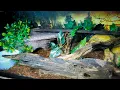 Ball Python Setup and DIY Snake Hide