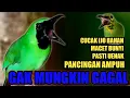 Download Lagu pancingan handal, SEMUA CUCAK IJO, pasti nyaut bunyi dan gacor
