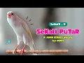 Download Lagu KENARI Gacor PANJANG ! Suara PANCINGAN KENARI PAUD Belajar BUNYI Ngeriwik - MASTERAN Kenari PAUD
