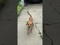 mix for adoption