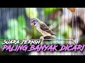 Download Lagu BANYAK DICARI!! MASTERAN BLACKTHROAT GACOR SUARA JERNIH - Pancingan Kenari PAUD langsung NRocoss