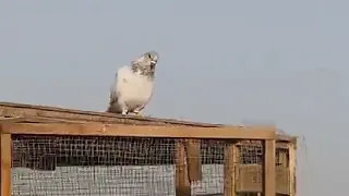 لكل بدايه نهايه علاوي وعتزل بعد مايربي حمام   دندنها