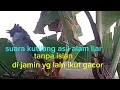 Lagu SUARA burung kutilang gacor ful tanpa isian sangat cocok buat materan