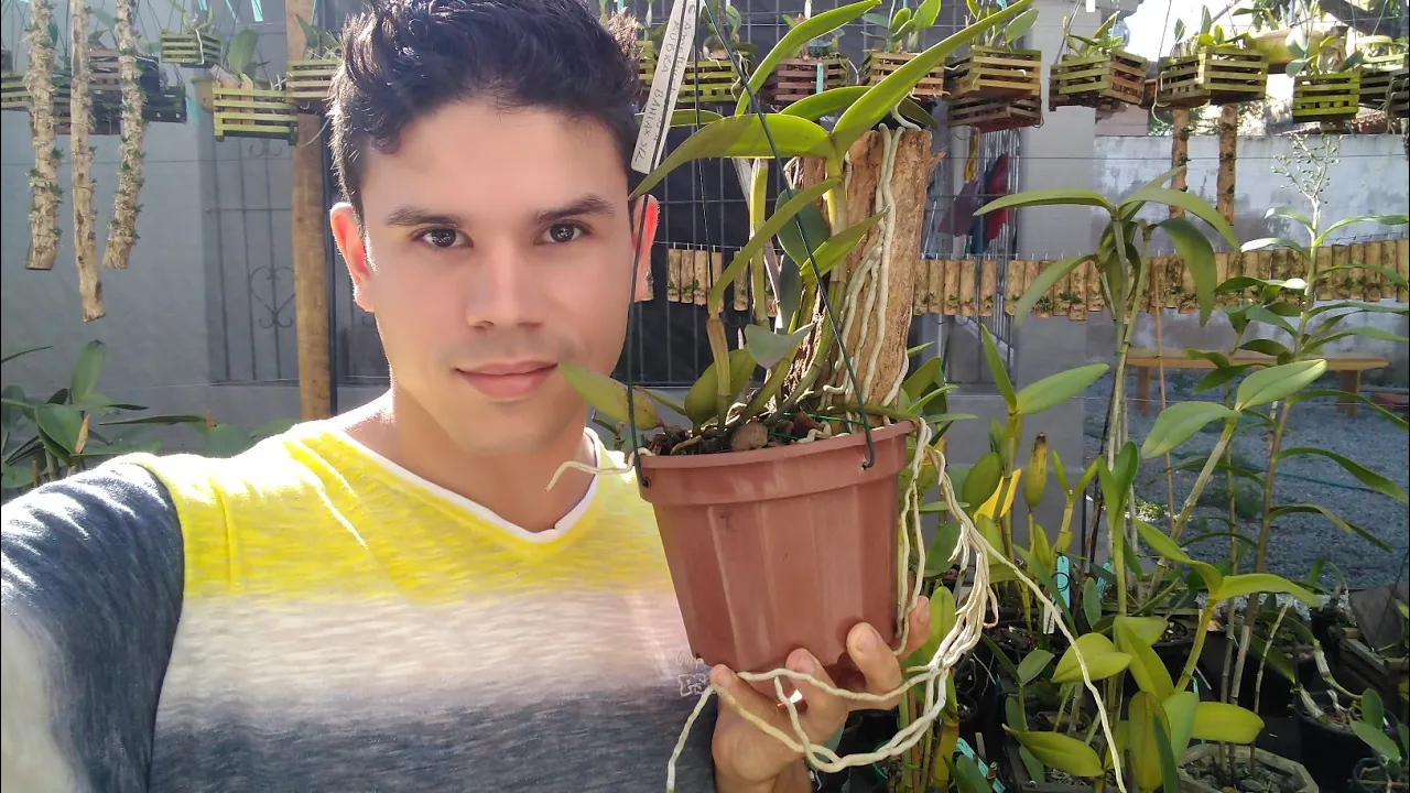 CULTIVO ACOPLADO PARA ORQUÍDEAS RESULTADOS E COMO FAZER ENRAIZAMENTO E BROTAÇÃO