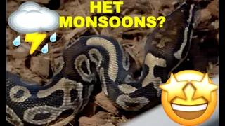 Special Het Pied Het Monsoons Ball Python Clutch Update