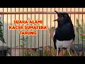Download Lagu Suara Alami Kacer Sumatra Tarung Cari Lawan | Bird Song