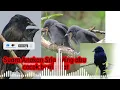 Download Lagu Pikat kombinasi suara anakan burung srigunting/saeran abu cocok buat pikat TERBUKTI AMPUH