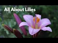 Download Lagu All About Lilies // Different Lily Types for Your Flower Garden