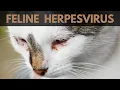 Feline Herpesvirus What Every Cat Owner Should Know