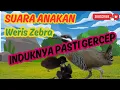 SUARA ANAKAN BURUNG WERIS ZEBRA SINTAR MANDAR