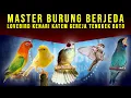 Download Lagu MASTER Lovebird kenari KATEM gereja tengkek buto | BERJEDA SUASANA HUTAN