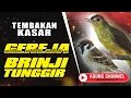 Download Lagu Masteran SOGON  Suara BRINJI TUNGGIR kombinasi GEREJA‼️