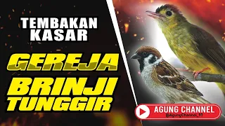 masteran sogon suara brinji tunggir kombinasi gereja 