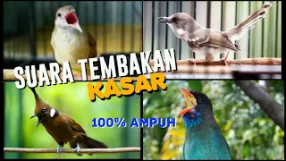 Download MASTERAN BURUNG SUARA TEMBAKAN KASAR Cililin, Kapas Tembak, Tengkek Buto , Ciblek Terapi Murai MP3