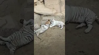 مين في الدنيا دي شايل شلتي 