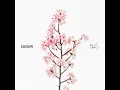 Blossom