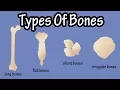 Types Of Bones In The Human Body - Long Bones - Short Bones - Flat Bones - Irregular Bones
