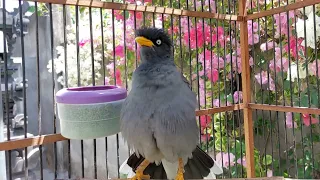 kicauan burung jalak kebo full isian bikin jalak yang dengar auto gacor eps 519